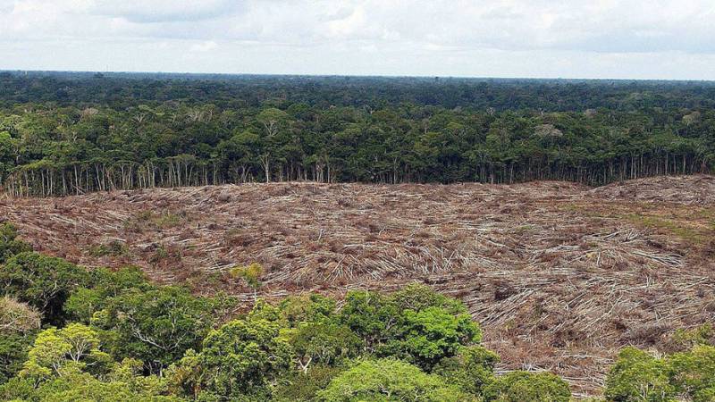 SELVA AMAZONICA BRASIL: ¿Por qué es muy importante para el planeta? 2