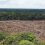 SELVA AMAZONICA BRASIL: ¿Por qué es muy importante para el planeta?