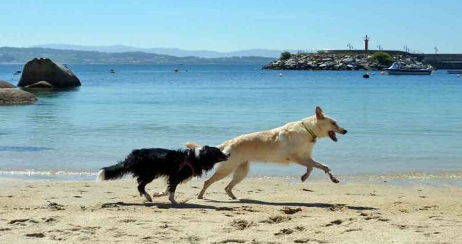 Reivindicando más playas para perros en Galicia