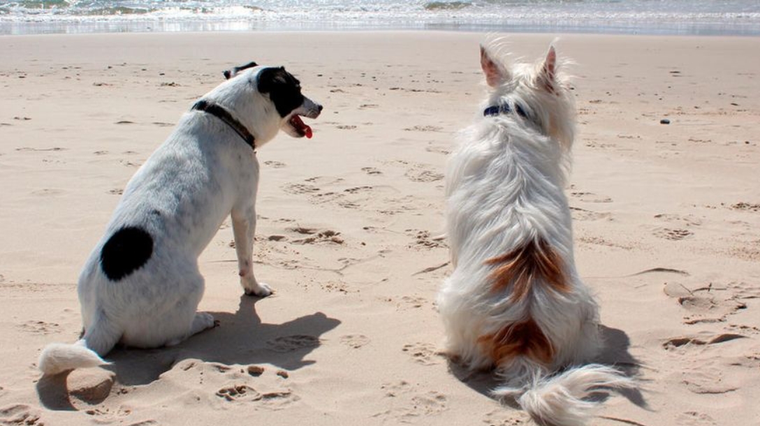 Reivindicando más playas para perros en Galicia 5