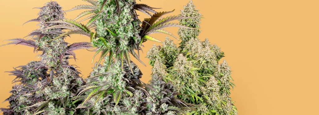 Destinos en donde el cannabis es legal