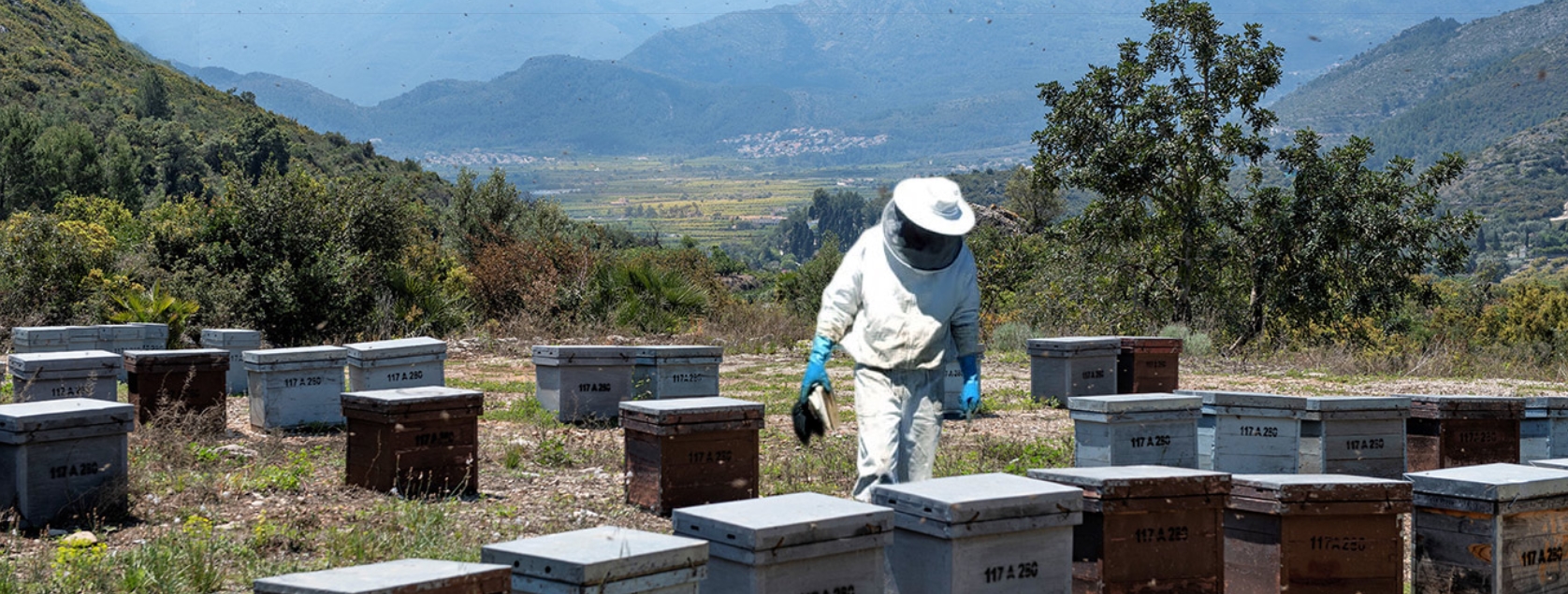 Apiturismo: Descubre el fascinante mundo de las abejas y la apicultura. Una experiencia para los viajeros.