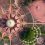 Auroville: La utópica ciudad experimental de 1968 en la costa de Tamil Nadu